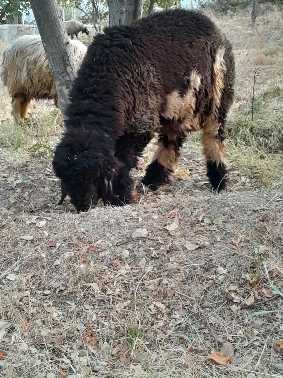 بره قوچ شهر کردی|حیوانات مزرعه|کامفیروز, |دیوار