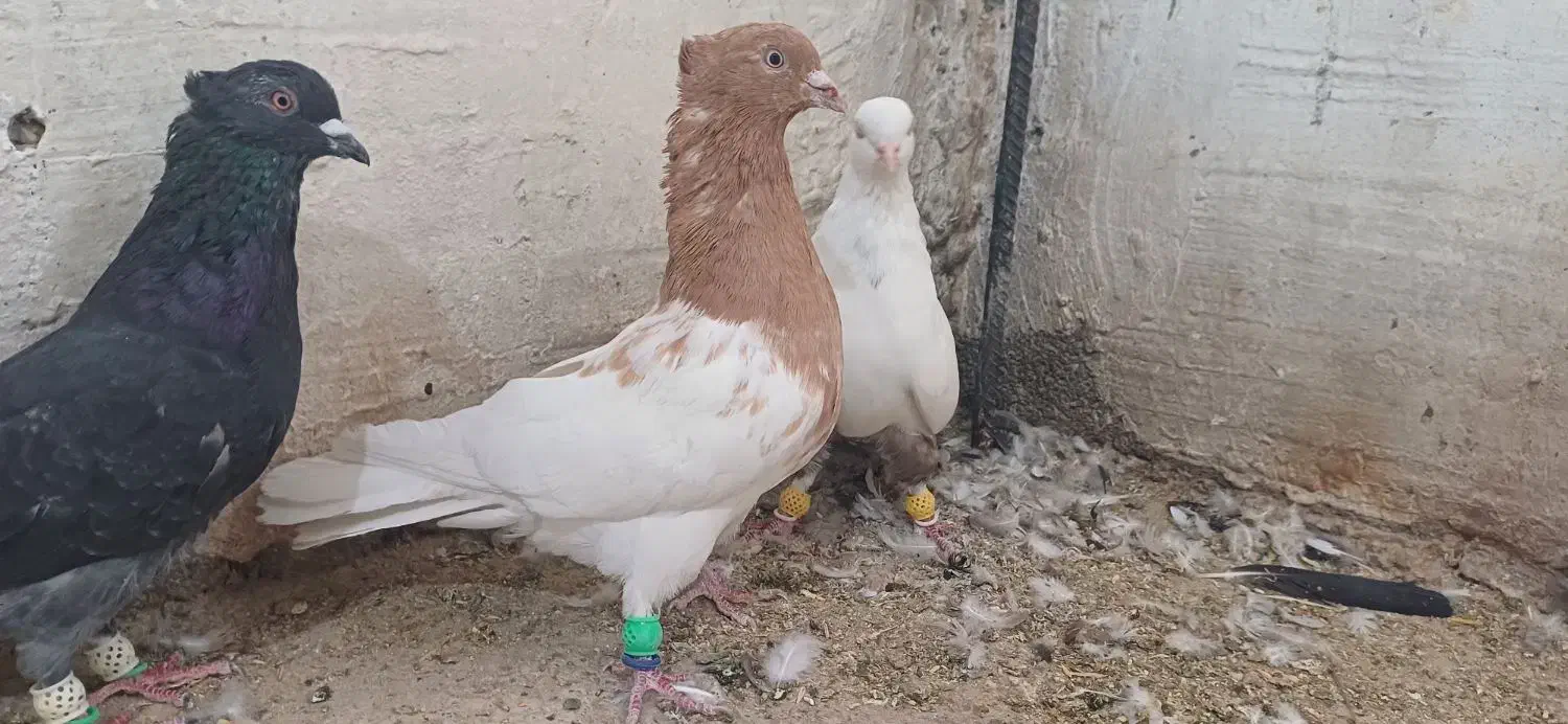 کبوتر رنگی|پرنده|فیروزآباد (فارس), |دیوار