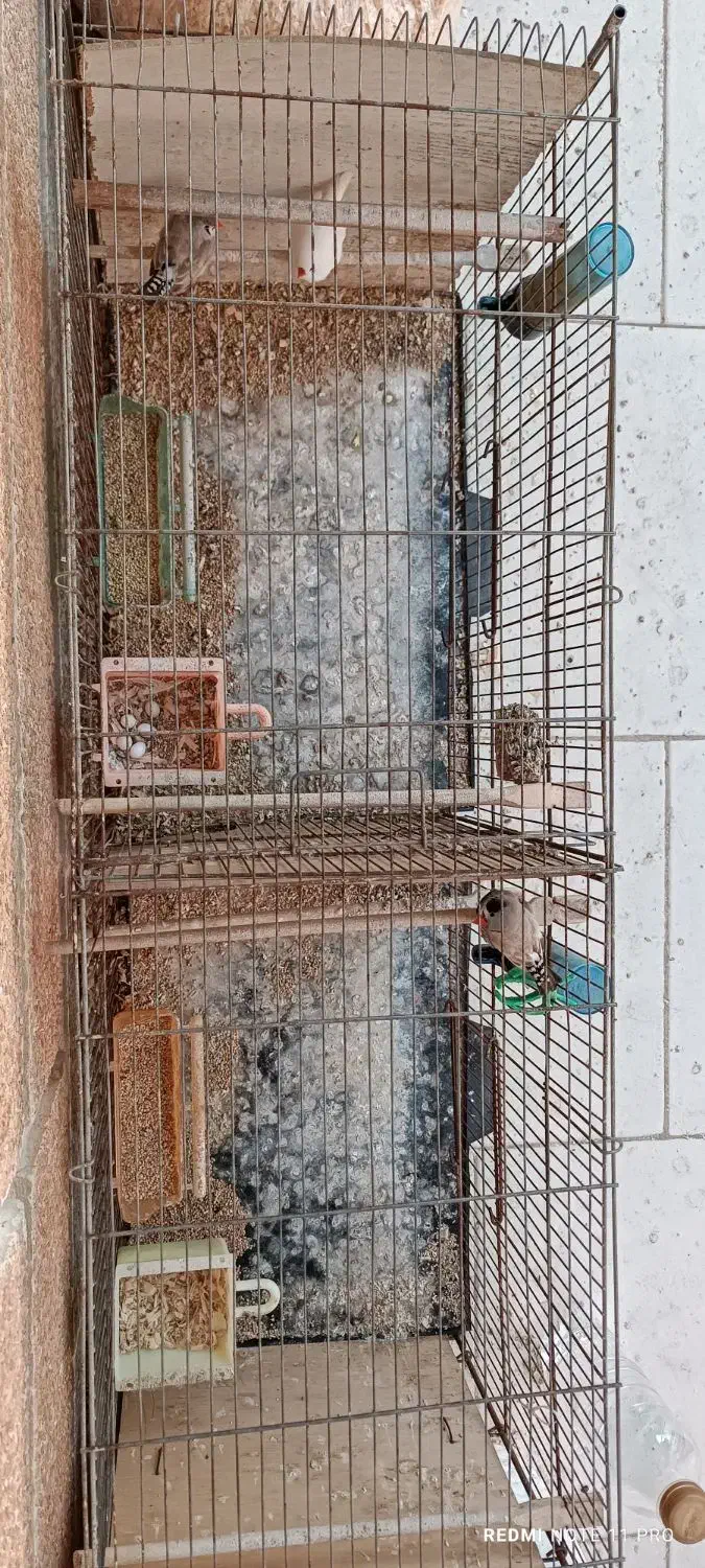 فنچ زبرا|پرنده|فریدون‌کنار, |دیوار