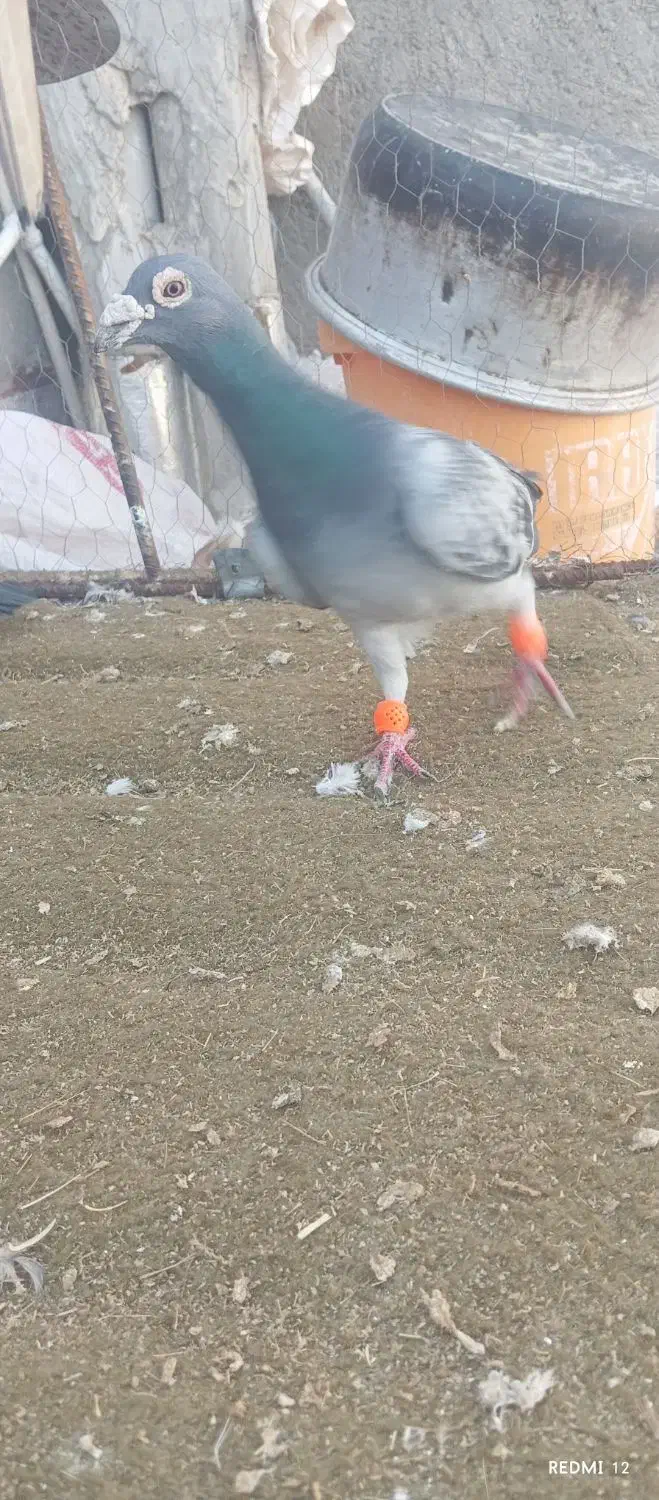 آلمانی|پرنده|تربت جام, حافظ|دیوار