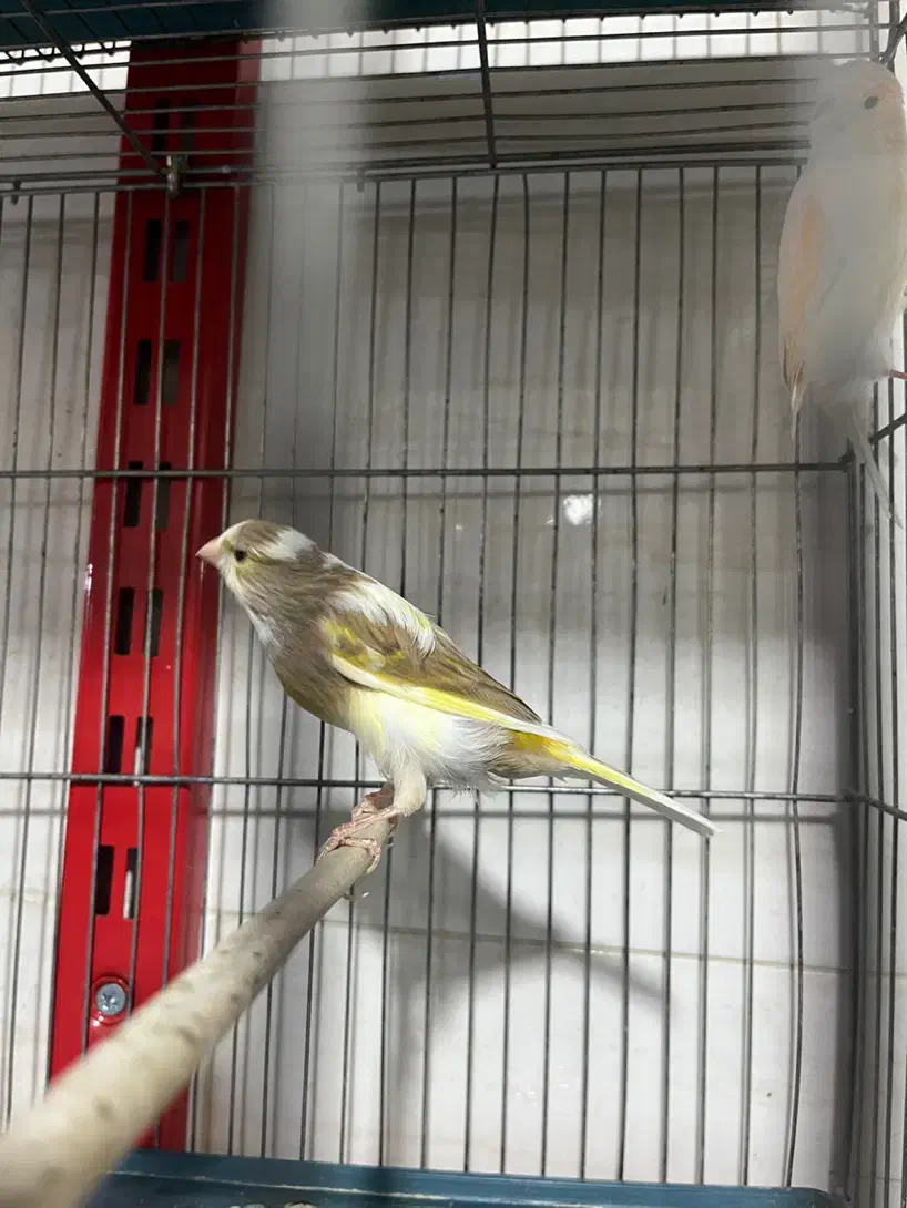 قناری اماده|پرنده|شهریار, شهرک وائین|دیوار