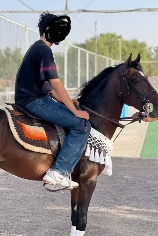 اسب کورد|اسب و تجهیزات اسب‌سواری|سبزوار, جوادیه شرقی|دیوار