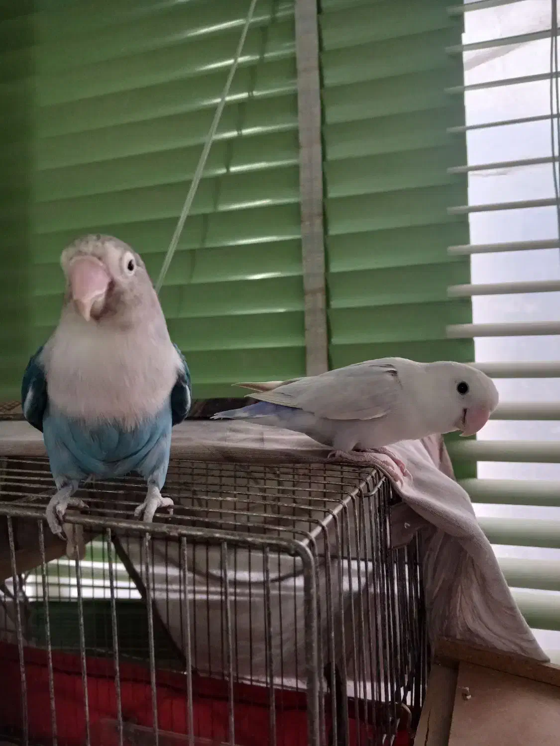 جفت کوتوله بالغ دستی|پرنده|شهرضا, |دیوار