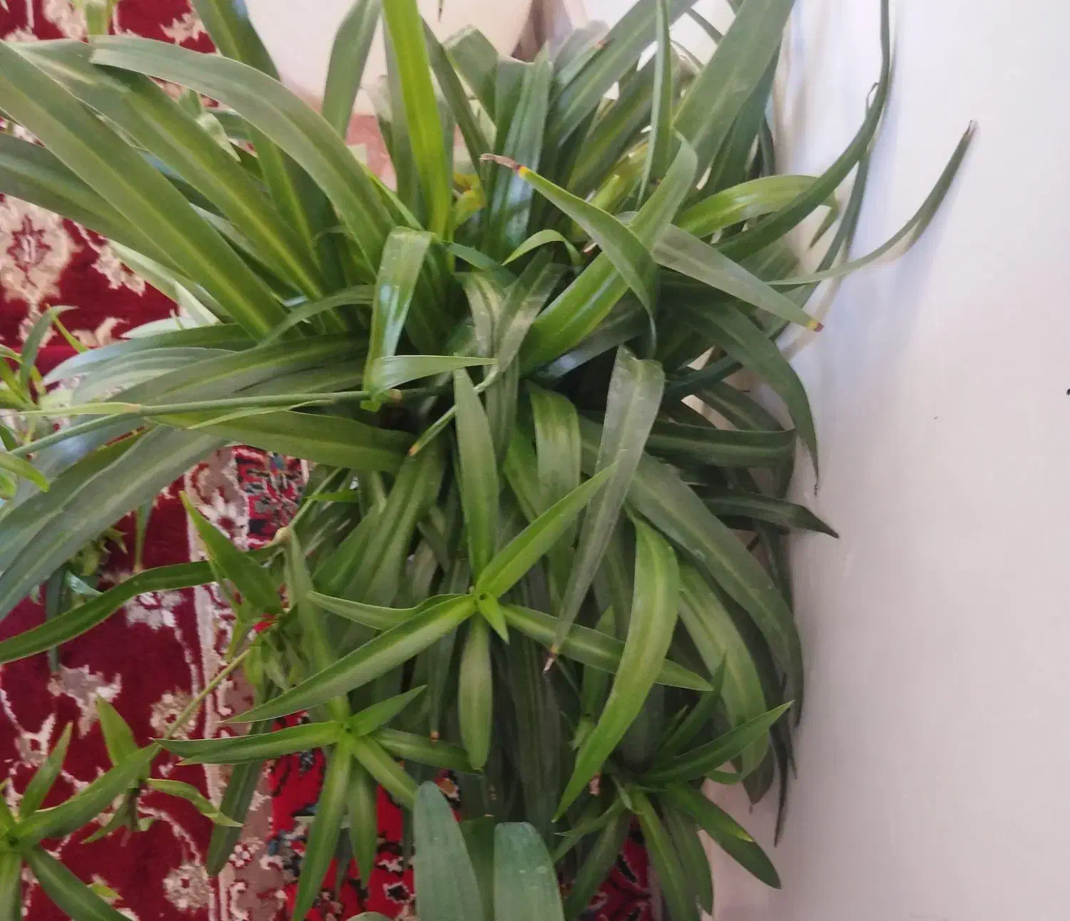 گل زیبا|گل و گیاه طبیعی|مهاباد (آذربایجان غربی), |دیوار