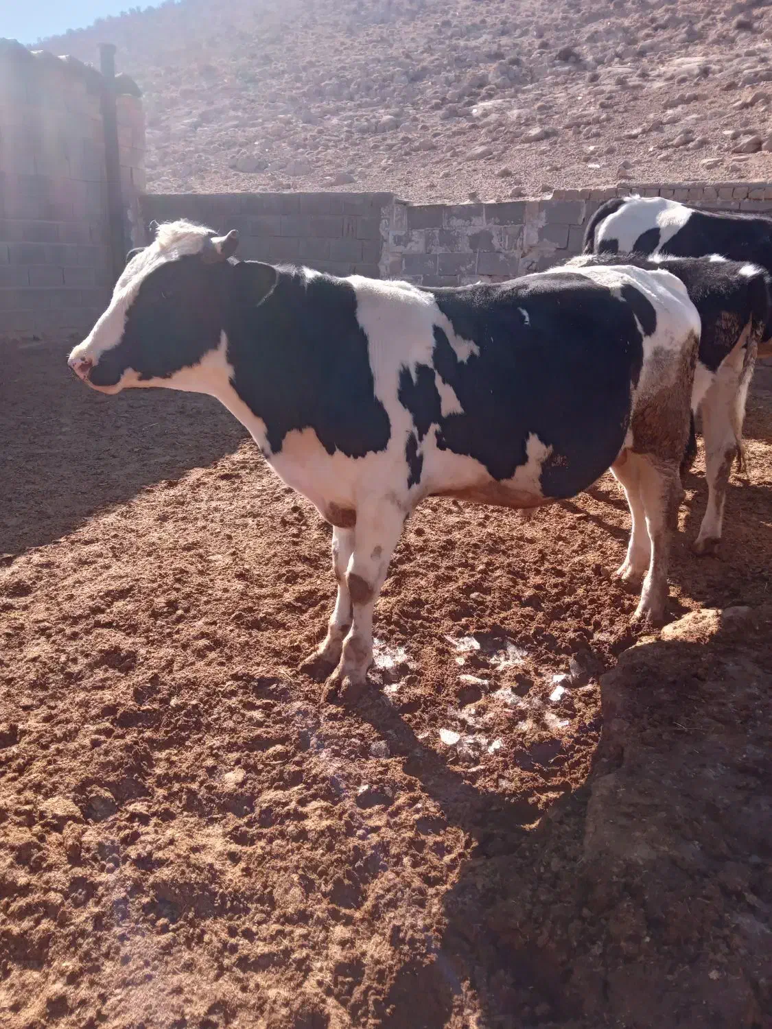 گوساله نر فروشی|حیوانات مزرعه|حسن آباد, |دیوار