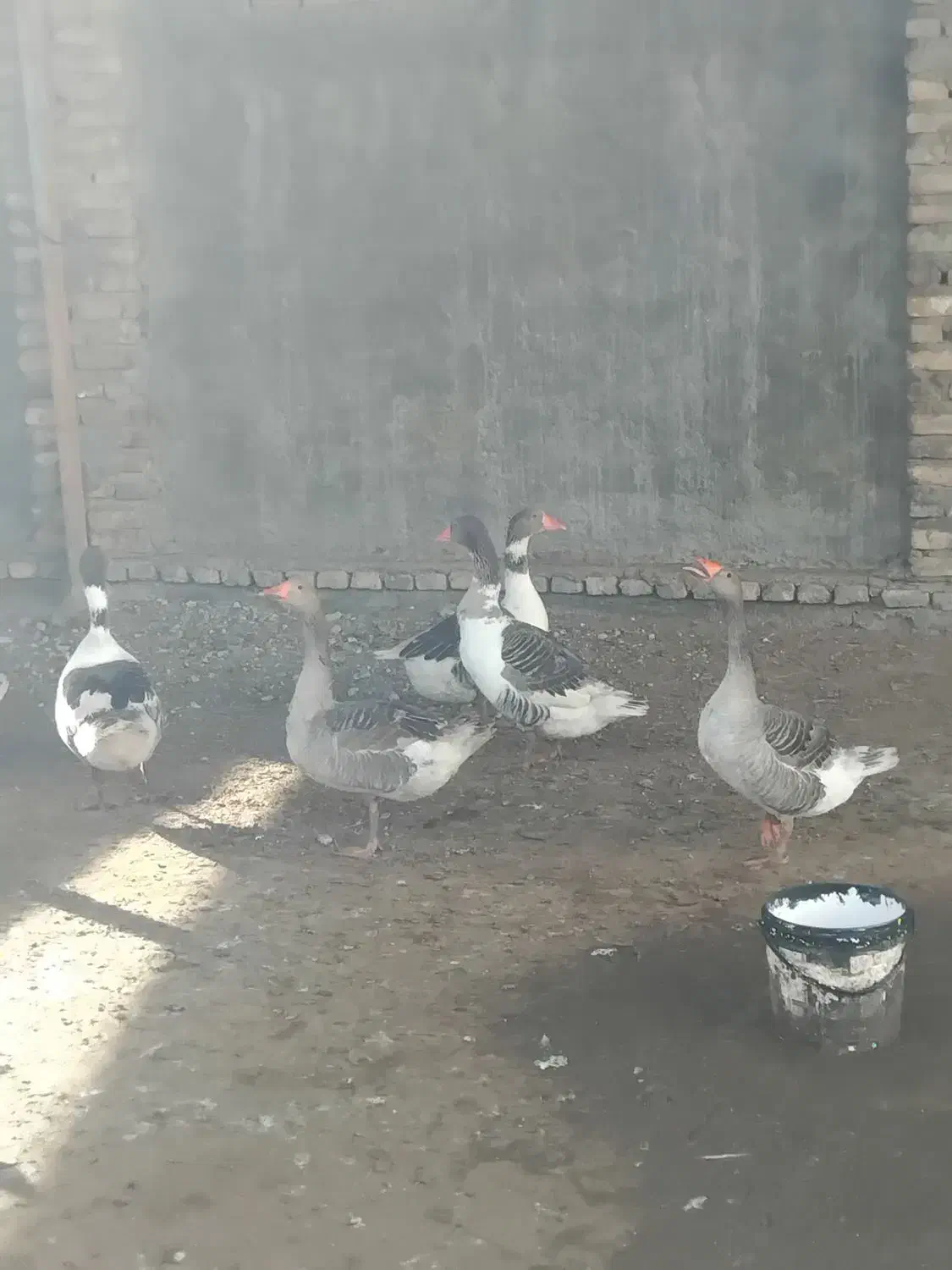 غازمحلی|حیوانات مزرعه|بندر ترکمن, |دیوار