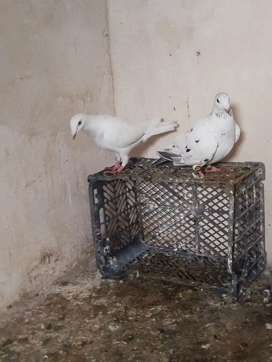 سار جفت|پرنده|تربت جام, المهدی|دیوار