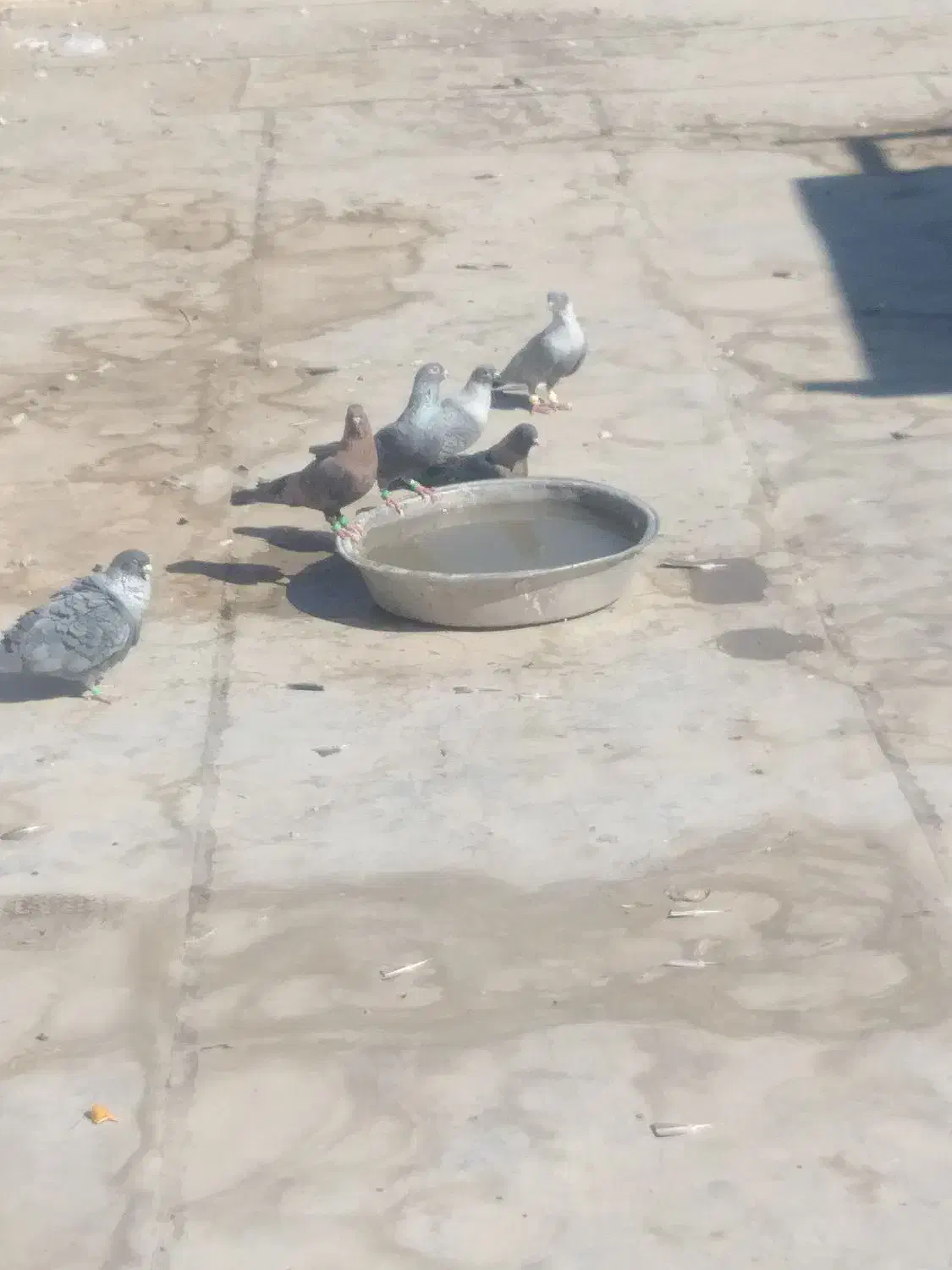 کفترافغانی|پرنده|بندر ماهشهر, |دیوار