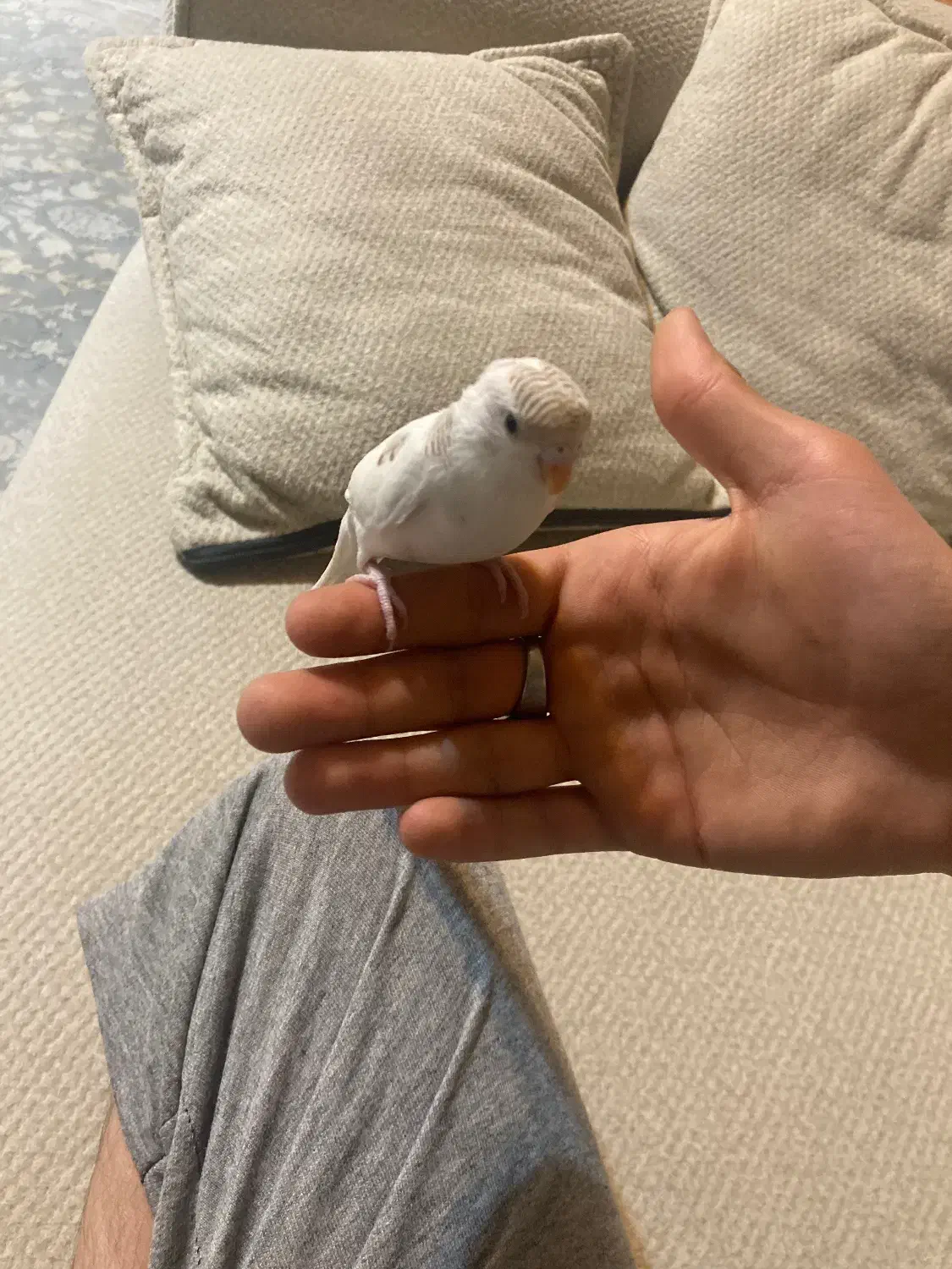 مرغ عشق|پرنده|فولادشهر, A2|دیوار