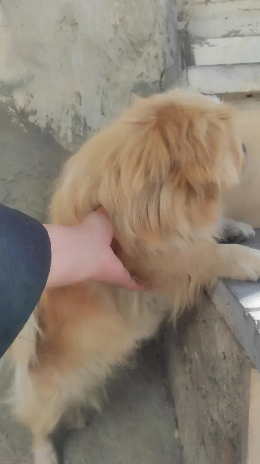 یک سگ پیدا شده|حیوانات|سنندج, |دیوار