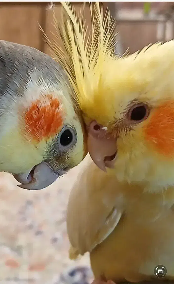 دوعدد عروس هلندی جفت|پرنده|ری, دولت‌آباد|دیوار