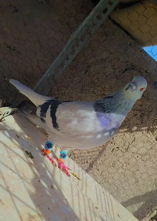 دم سفید|حیوانات|بیرجند, |دیوار