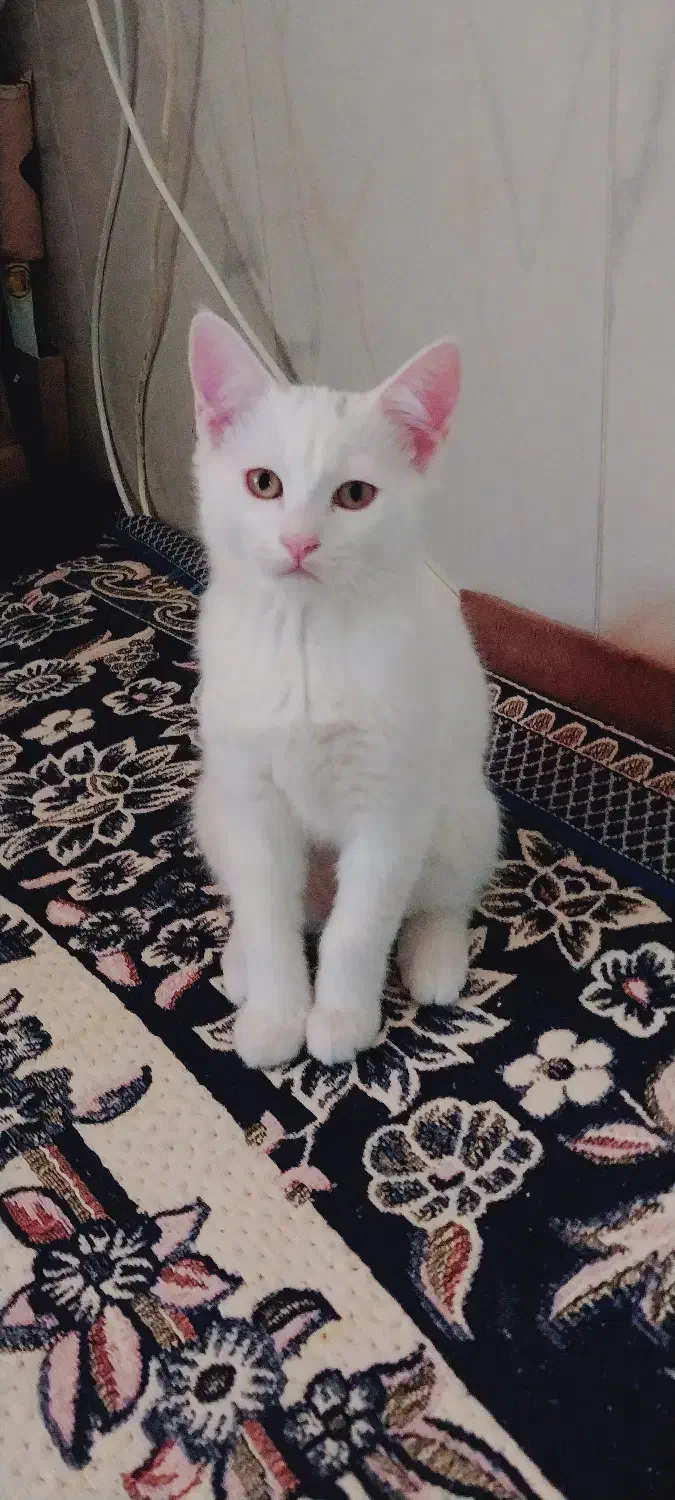 دوتا گربه پرشین کلاسیک|گربه|بردسکن, |دیوار