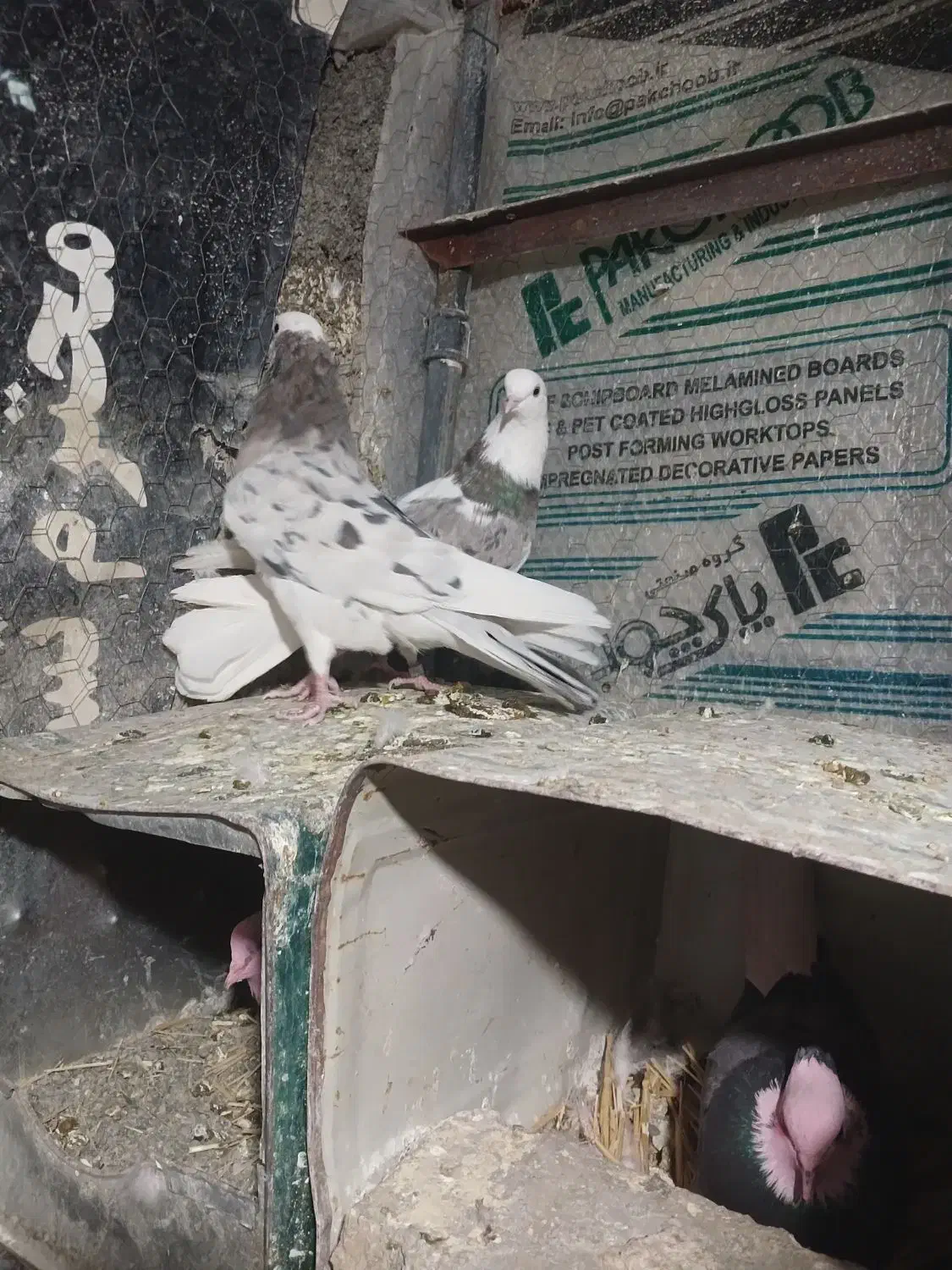 هماسرور(شازده)|پرنده|پیر بکران, |دیوار