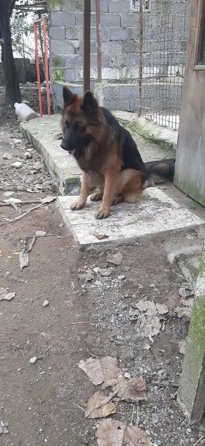 ژرمن شولاین خالص اصیل|سگ|رشت, پل تالشان|دیوار