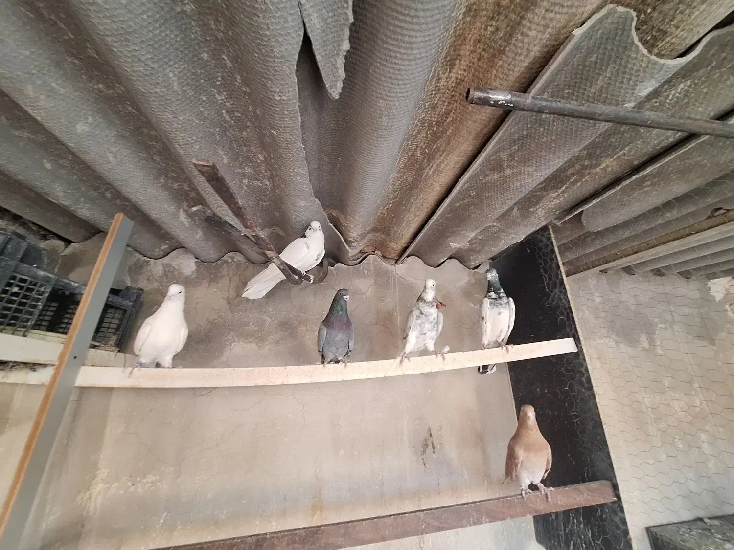 مایه کفتر|پرنده|تهران, شهید اسدی|دیوار