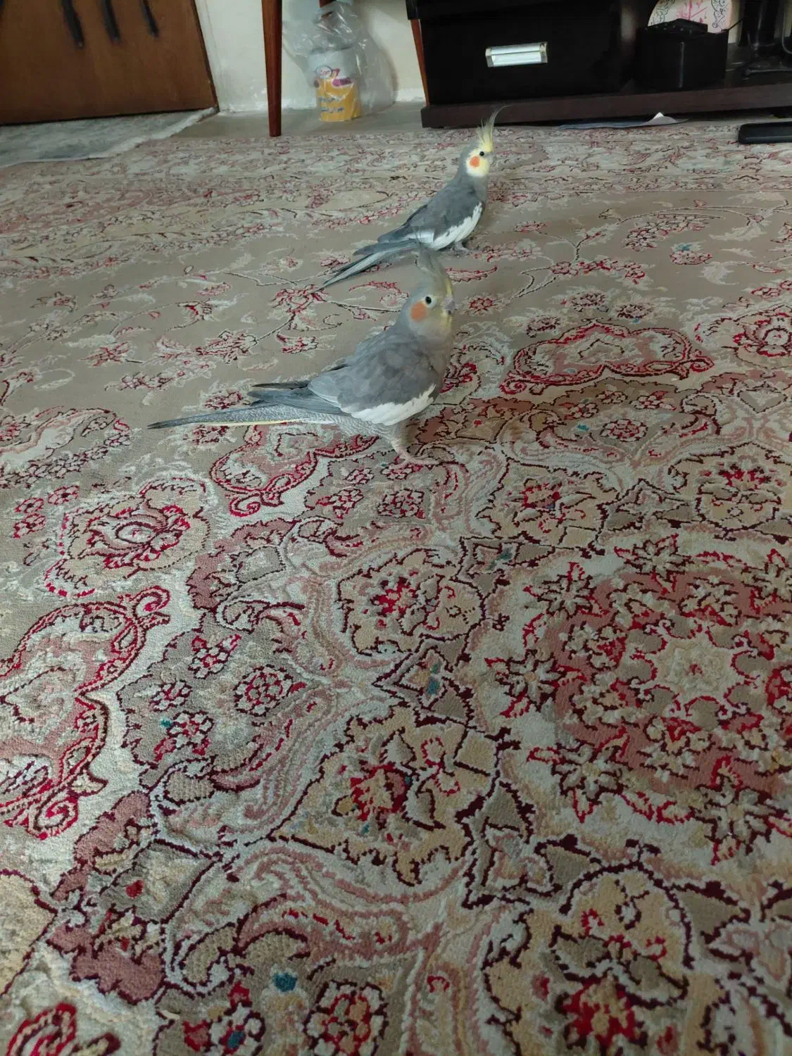 عروس هلندی ماده  سخن گو دستی|پرنده|تهران, امیریه|دیوار