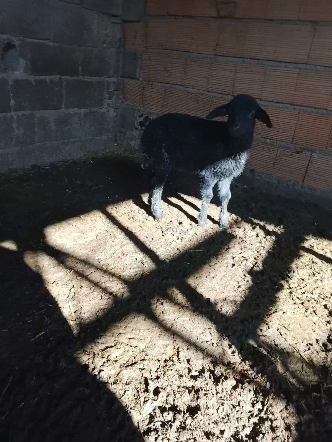 بره نرو ماده|حیوانات مزرعه|آق قلا, |دیوار