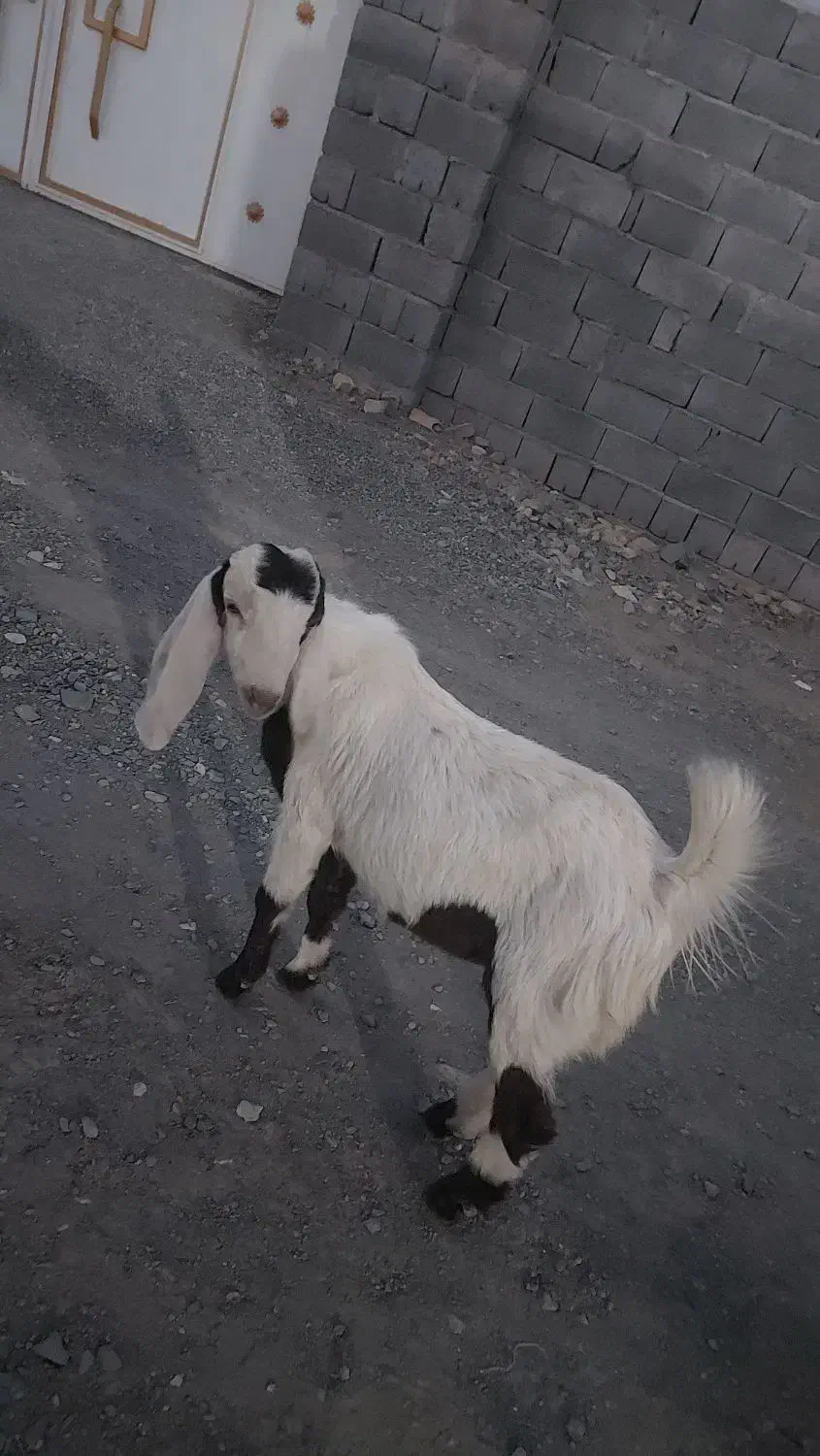 گوسفندفروشی|حیوانات مزرعه|کهنوج, |دیوار