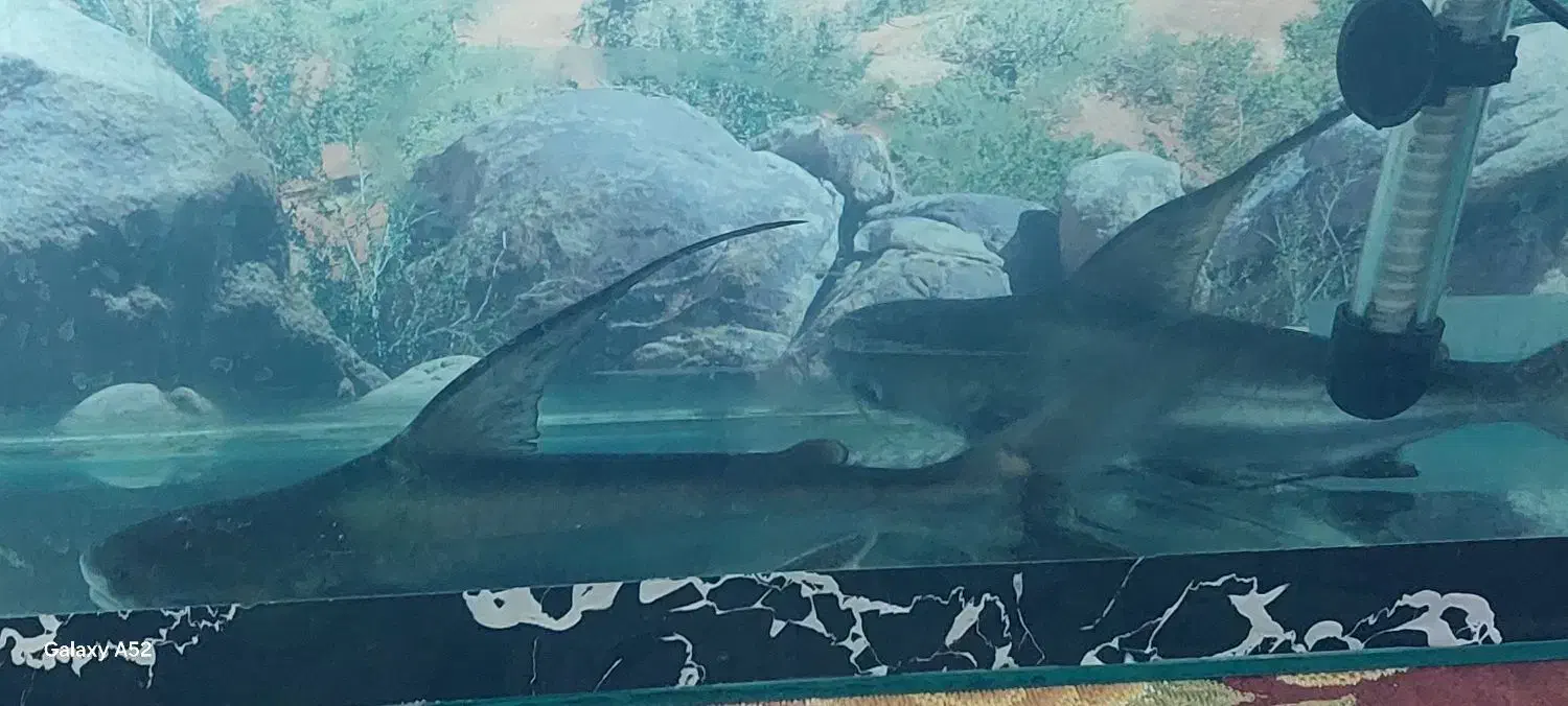 آکواریم و وسایل همراه با ماهی|ماهی|یزد, |دیوار