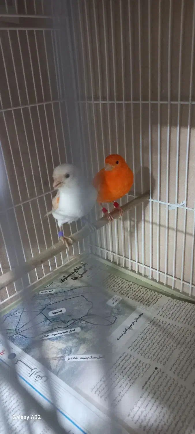 قناری ردفاکتور وموزاییکی|پرنده|مشهد, شهرک لشکر (شهرک غرب)|دیوار