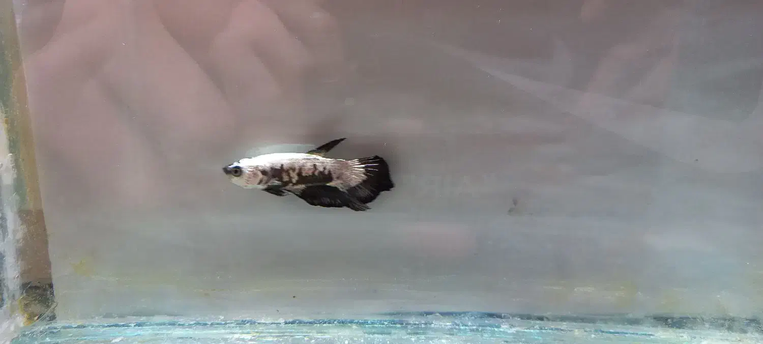 ماهی فایتر|ماهی|تهران, ابوذر|دیوار