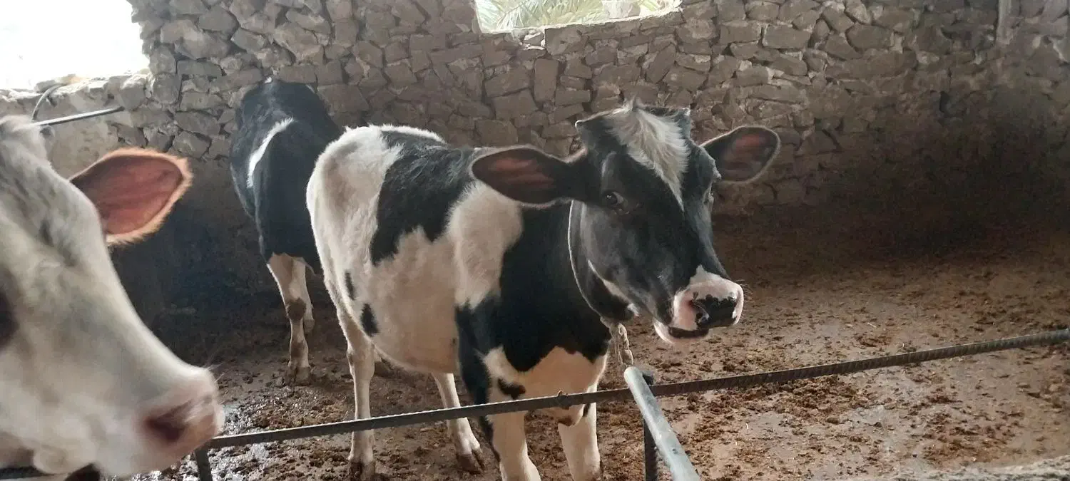 فروش گاو و شنگد|حیوانات مزرعه|کنار تخته و کمار, |دیوار