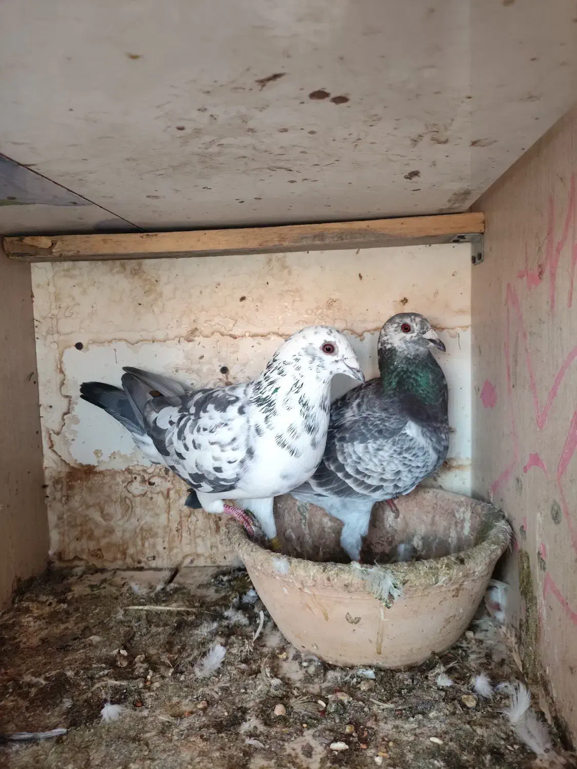 کبوتر مسافتی|پرنده|گنبد کاووس, |دیوار