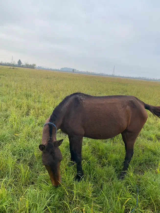 اسب مادیان آبستن|اسب و تجهیزات اسبسواری|رشت, سلیمانداراب|دیوار