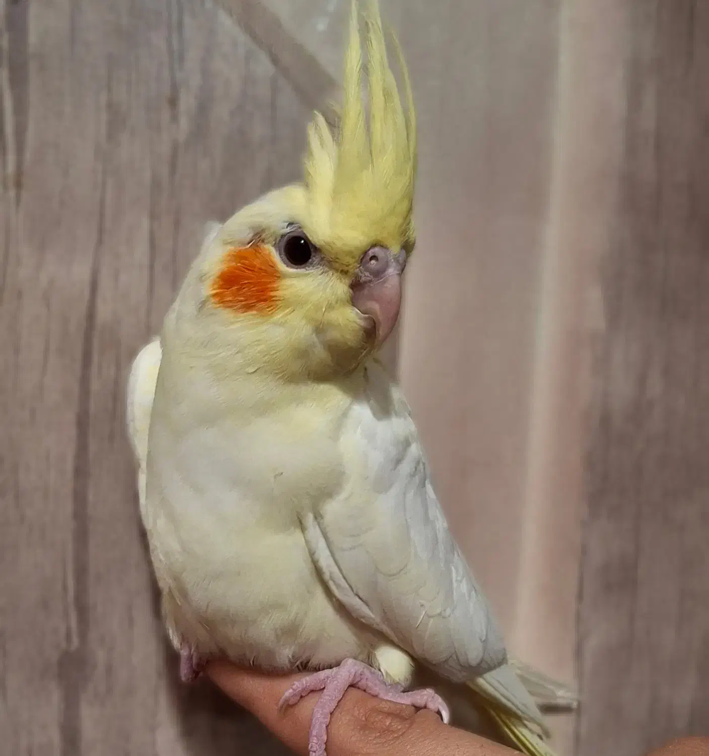 عروس هلندی بالغ لوتینو|پرنده|شهرضا, |دیوار