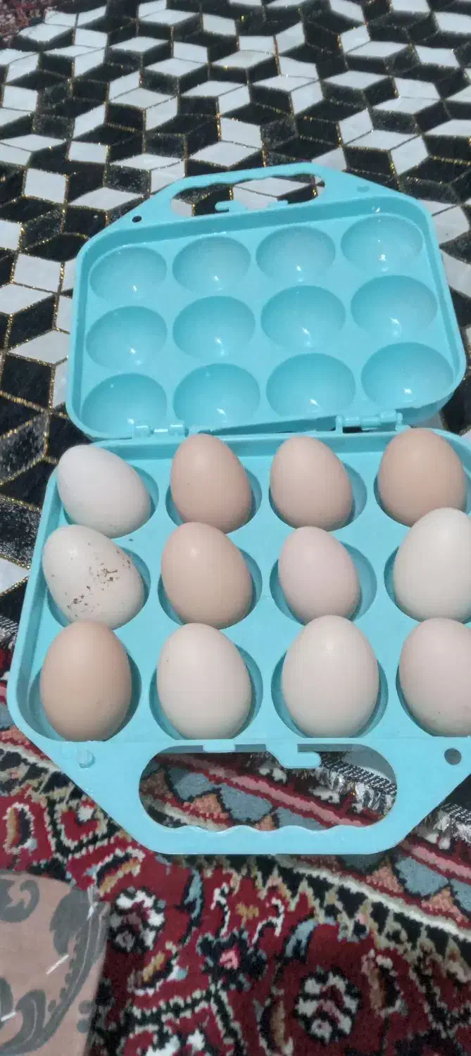 تخم مرغ گلین لری|خوردنی و آشامیدنی|پارسآباد, |دیوار