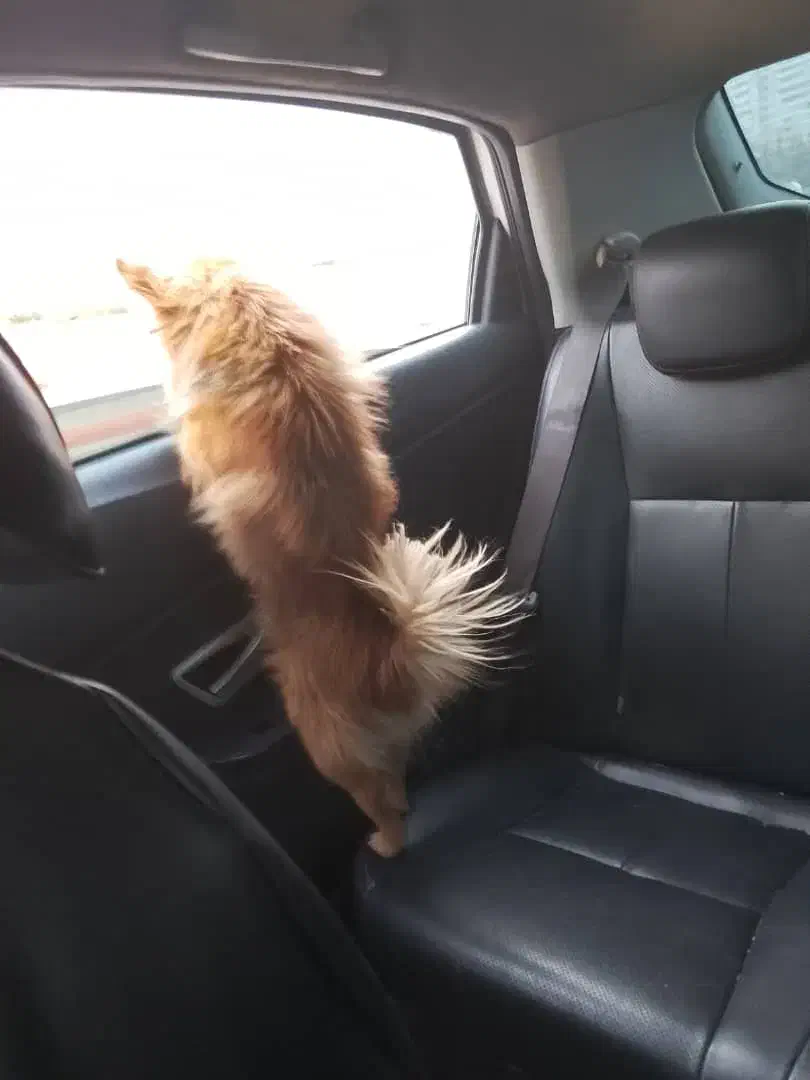 واگذاری سگ اشپیتز پامر|سگ|شیراز, قلات|دیوار