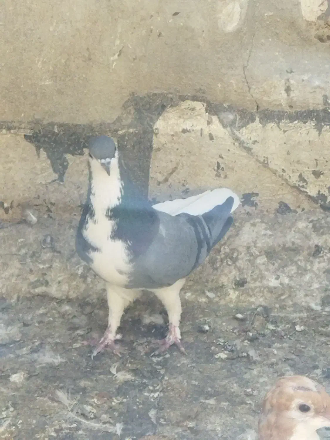 کفتر‌شهری‌.پلاکی|پرنده|شیراز, شهرک مفتح|دیوار