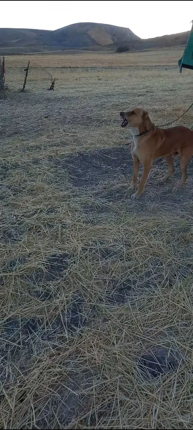 واگزاری سگ نگهبان|سگ|کرمانشاه, |دیوار