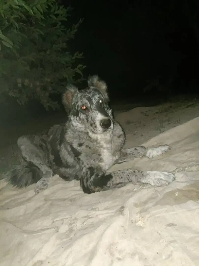 سگ خاص گری|سگ|سپیدان, |دیوار