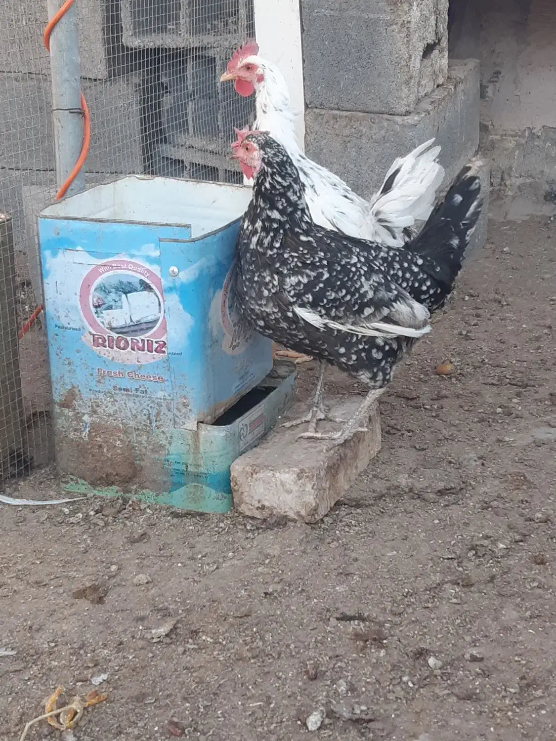 مرغ گلین|حیوانات مزرعه|اصفهان, ارغوانیه|دیوار