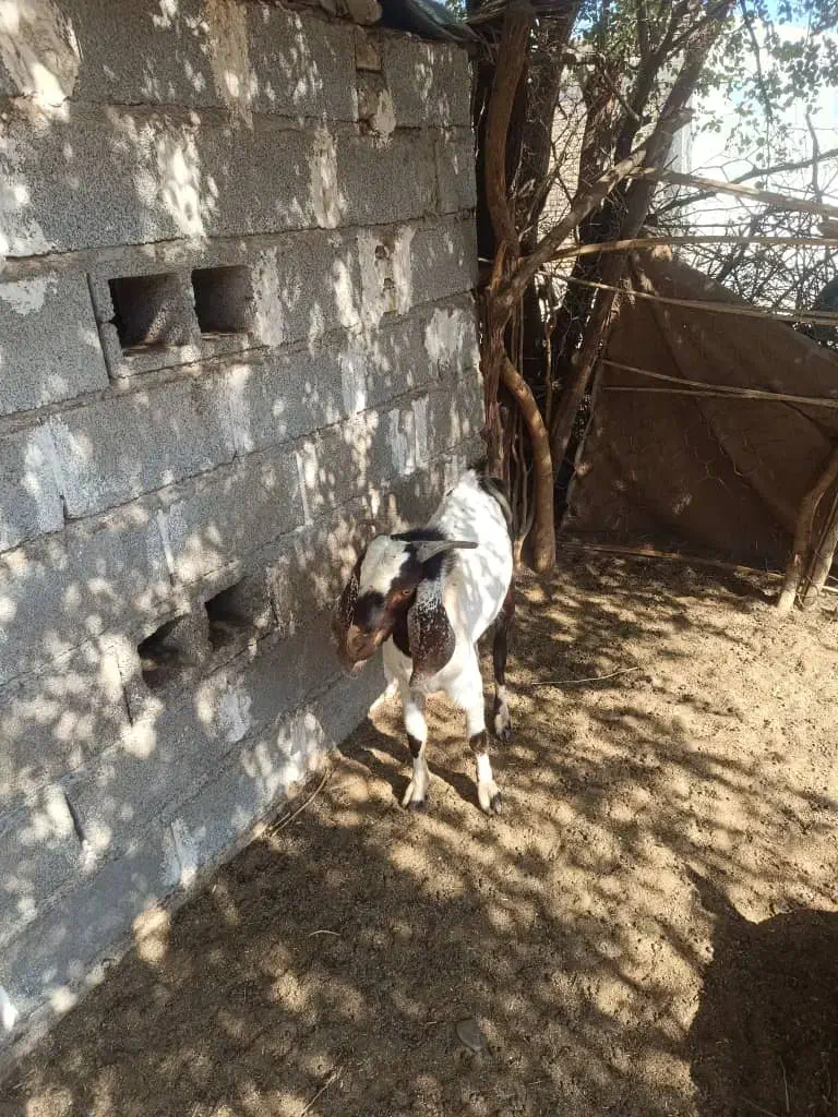 چپش|حیوانات مزرعه|جیرفت, |دیوار