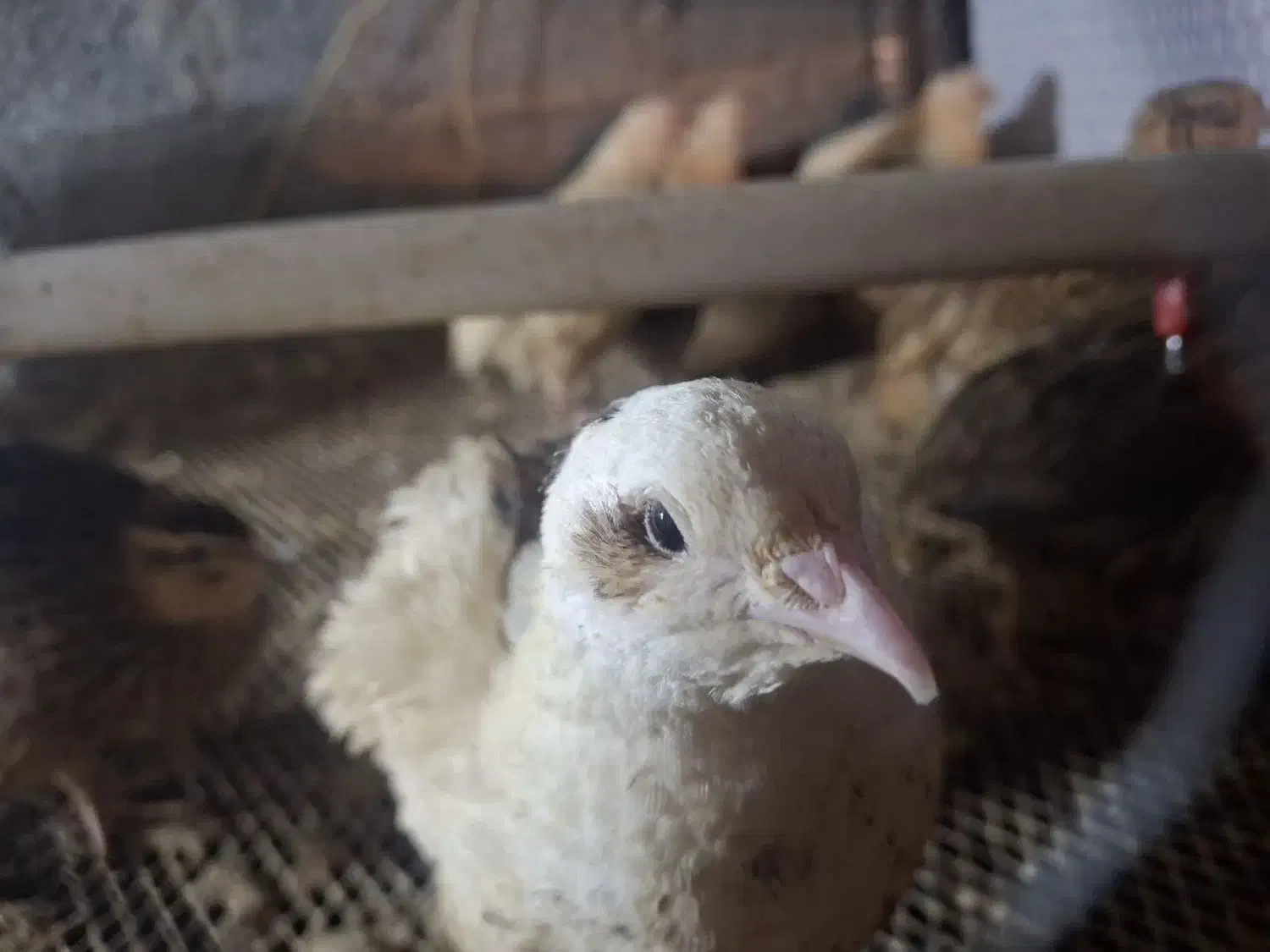 بلدرچین سفید|حیوانات مزرعه|بابل, |دیوار