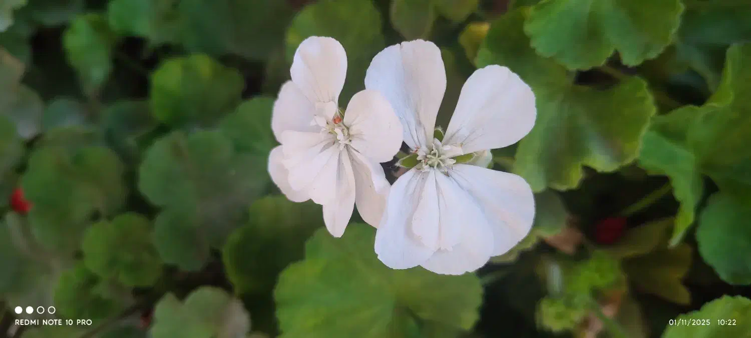 اجاره|اجارهٔ آپارتمان|بردسکن, |دیوار