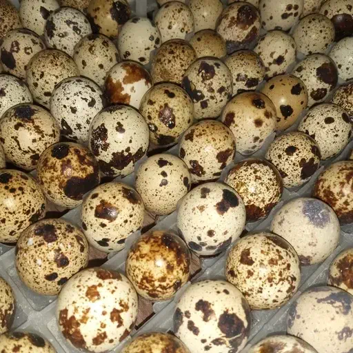 تخم نطفه دار بلدرچین|حیوانات مزرعه|نجف‌آباد, شهدای غربی|دیوار