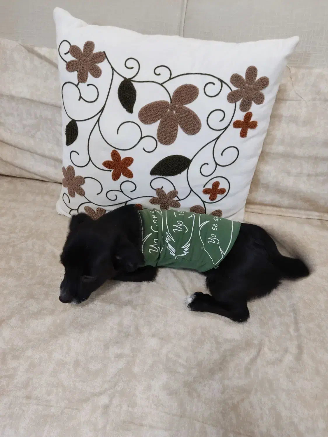 سگ  اشپیتز|سگ|محمدشهر, محمدشهر|دیوار