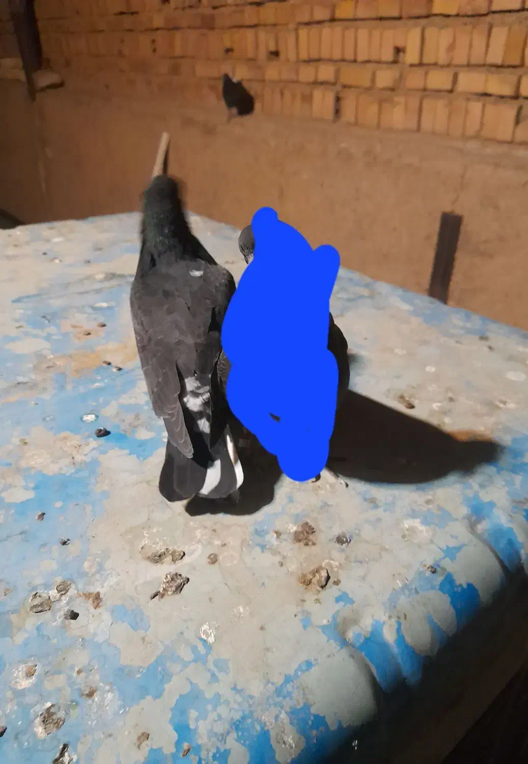 جوجه کفتر گمشده|حیوانات|ری, علایین|دیوار