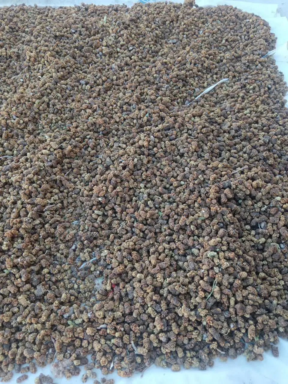 توت|خوردنی و آشامیدنی|اصفهان, شیخ اشراق|دیوار