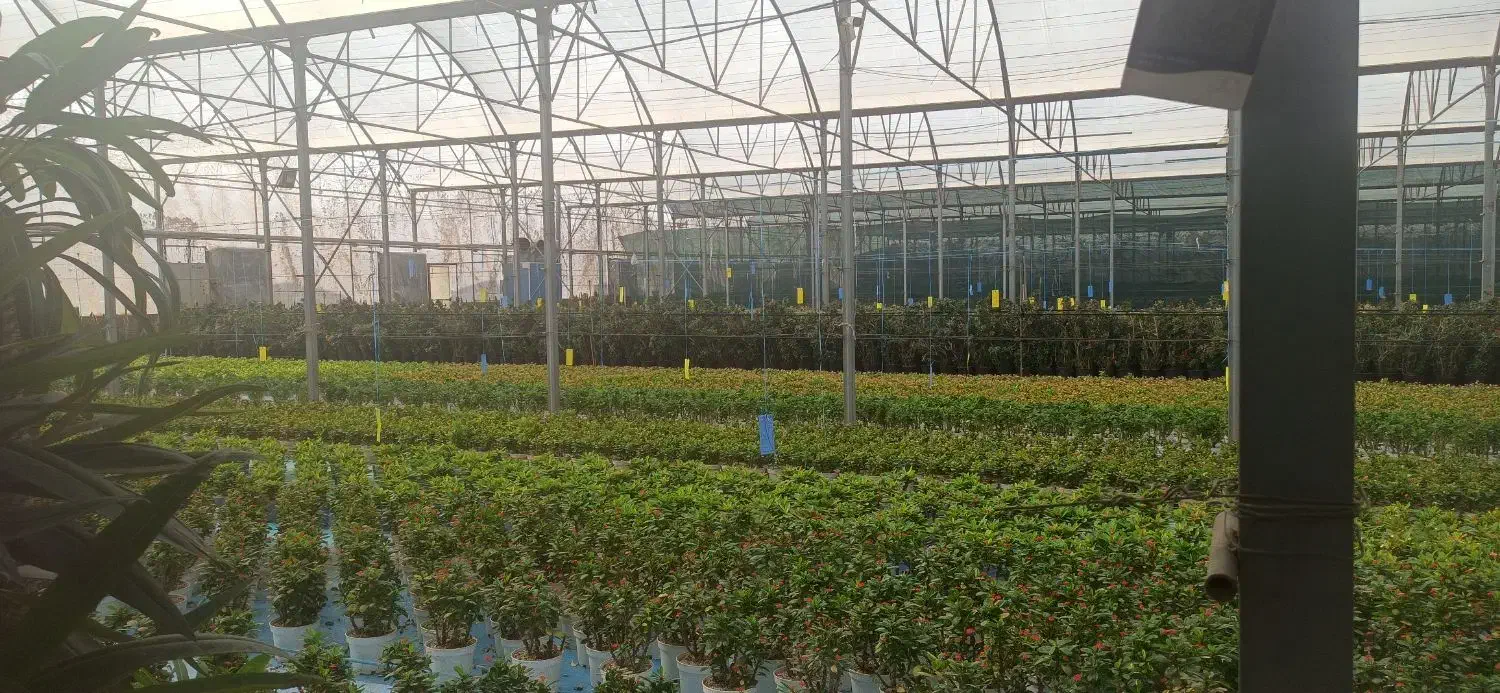 فروش گلخانه صنعتی|فروش دفتر صنعتی، کشاورزی، تجاری|پاکدشت, پاکدشت (مامازند)|دیوار