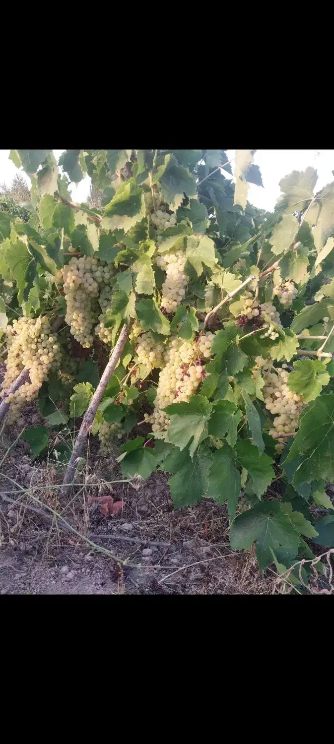 انگور|عمدهفروشی|مشگین شهر, |دیوار