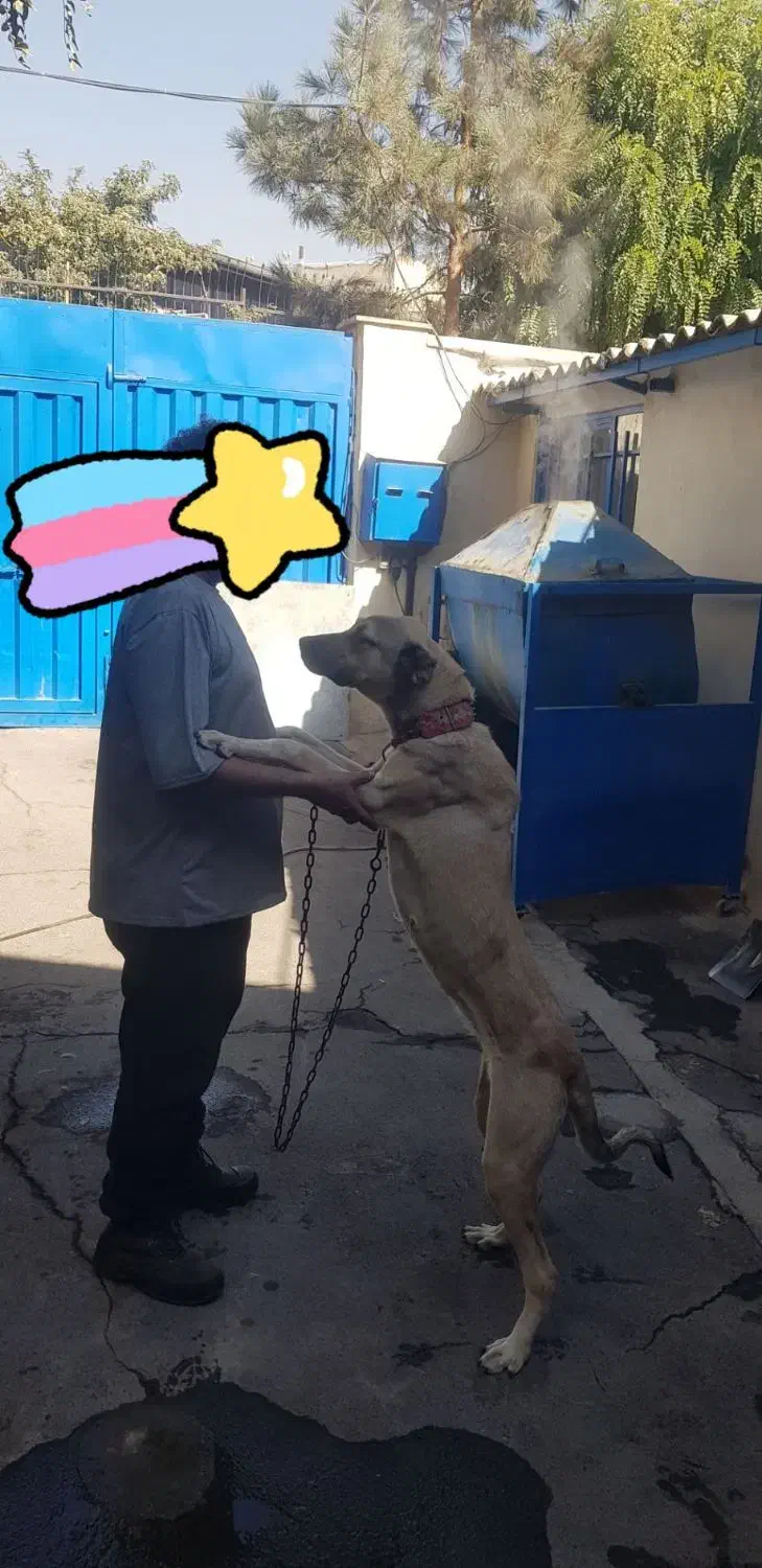 سگ سراب|سگ|قدس, شهرک صنعتی زاگرس|دیوار