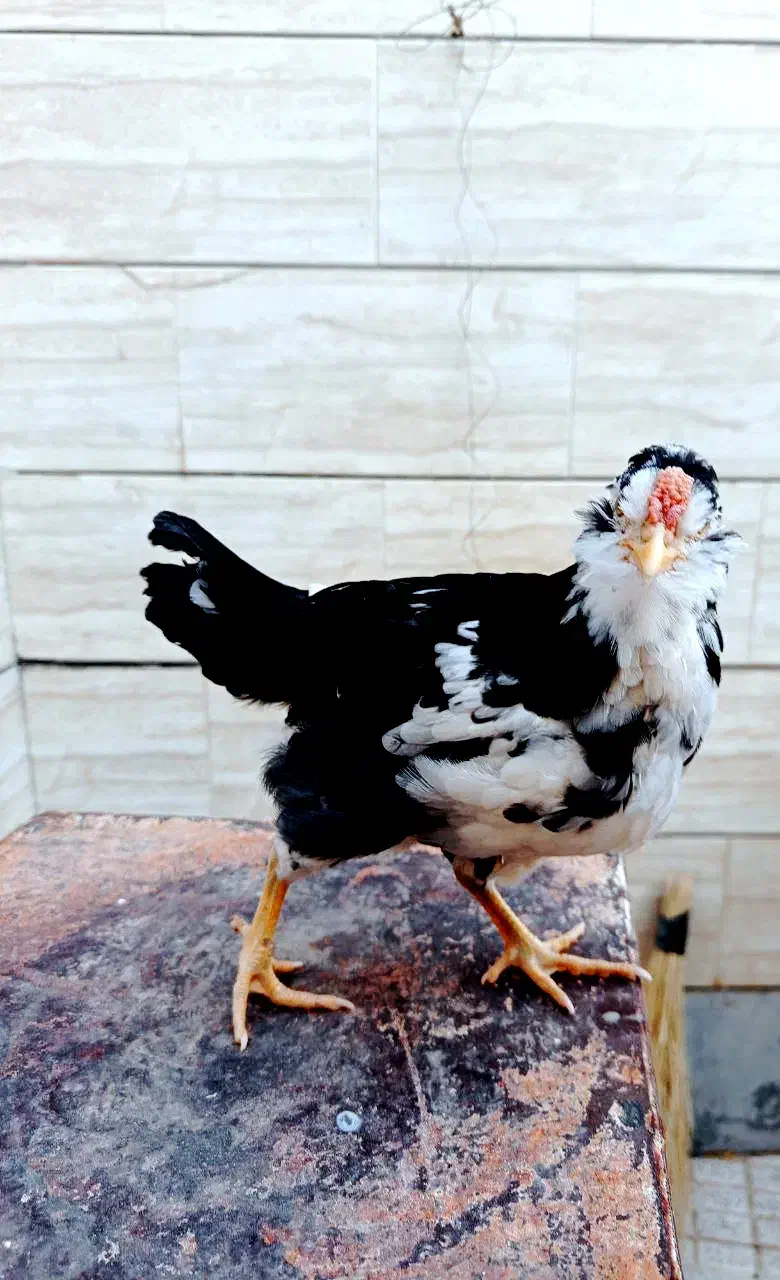 نیمچه گلین خروس آینده دار|حیوانات مزرعه|شهرکرد, |دیوار