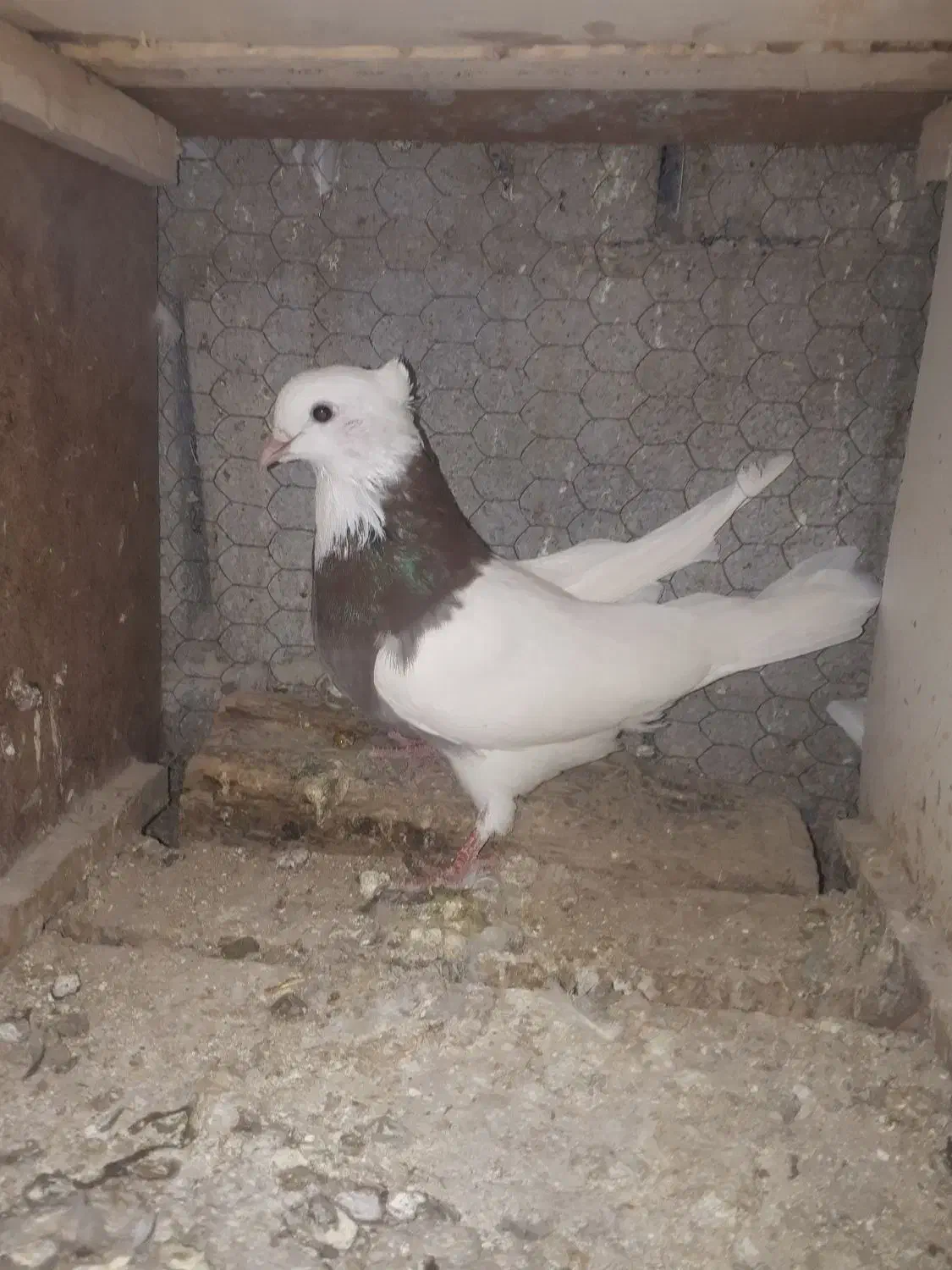 ۳تا طوقی|حیوانات|بجنورد, |دیوار