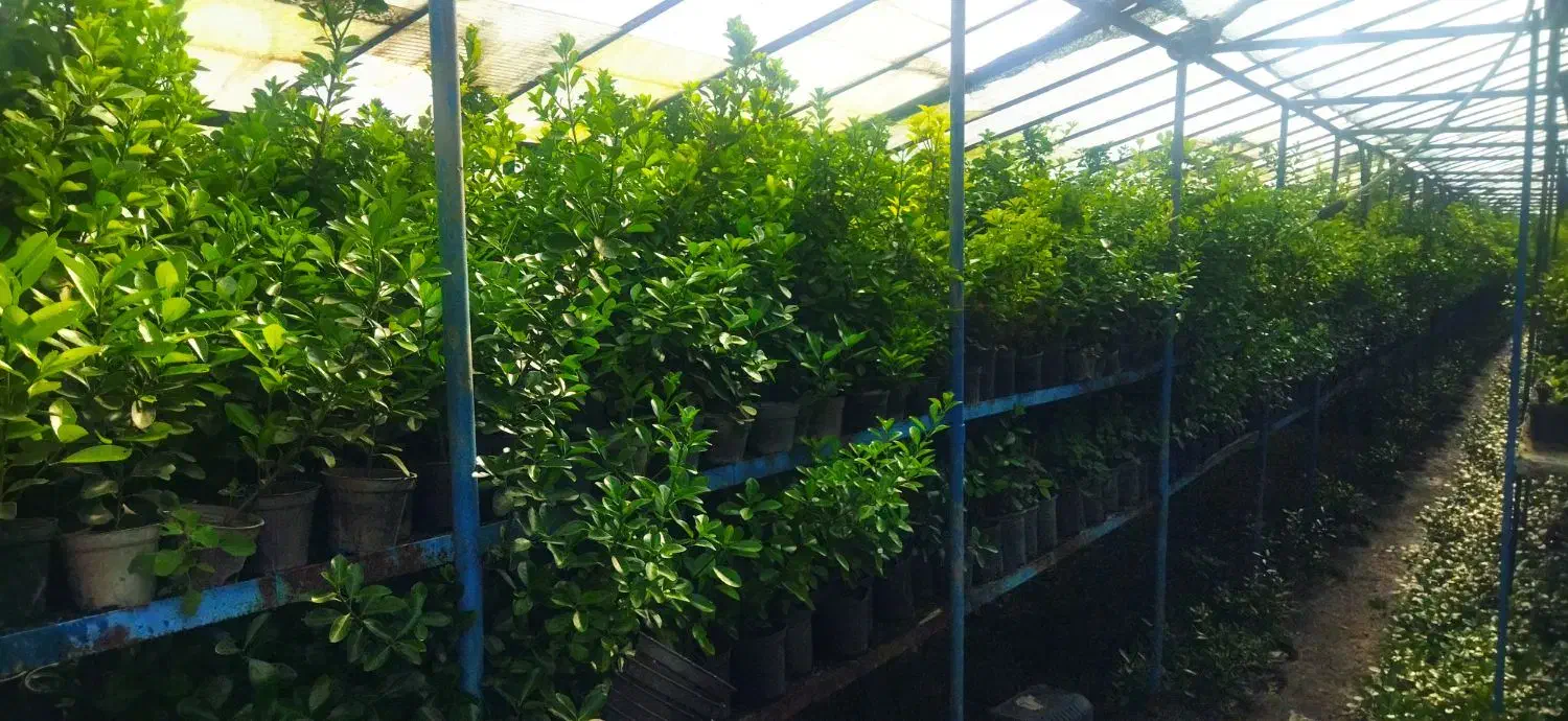 گل و گیاه|گل و گیاه طبیعی|شاندیز, |دیوار