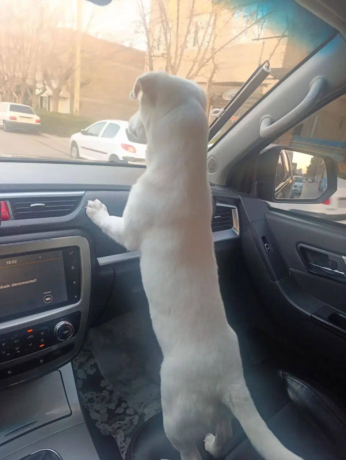 سگ اشپیتز پا کوتاه|سگ|بجنورد, |دیوار